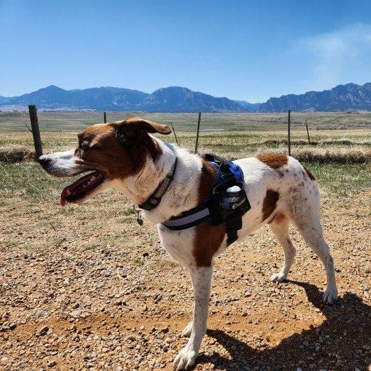 3 legged hotsell dog harness